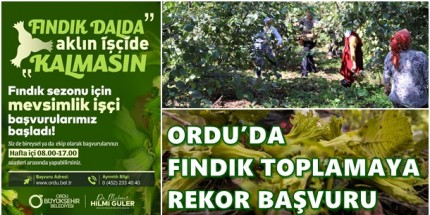 Yeşil Altını Toplamak Artık Daha Kolay